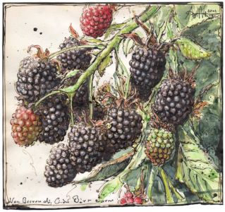 Von Beeren die lieber Bären wären