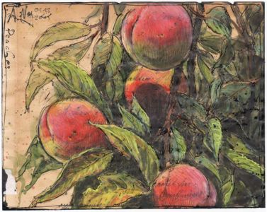 Peaches