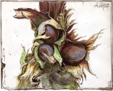 Knoppers - natura