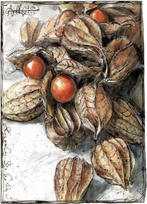 Physalis Bukett