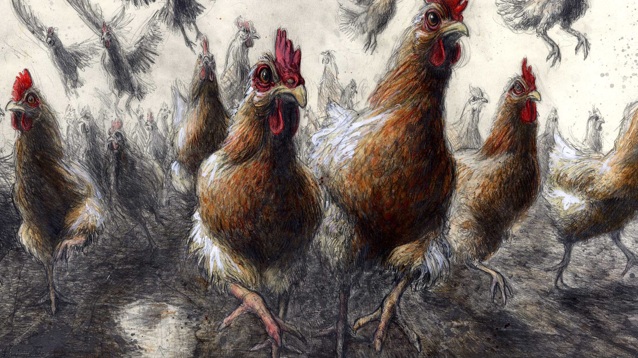 Aufstand der Hühner (2te Fassung)